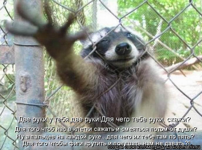 Котоматрица: Две руки у тебя,две руки!Для чего тебе руки, скажи? Для того чтоб нас в клетки сажать и смеяться потом от души? Ну а пальцев на каждой руке...дл