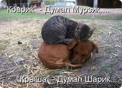 Котоматрица: "Коврик" - Думал Мурзик.... "Крыша" - Думал Шарик....