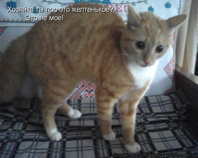Котоматрица: Хозяйка ты про это желтенькое? Это не мое!