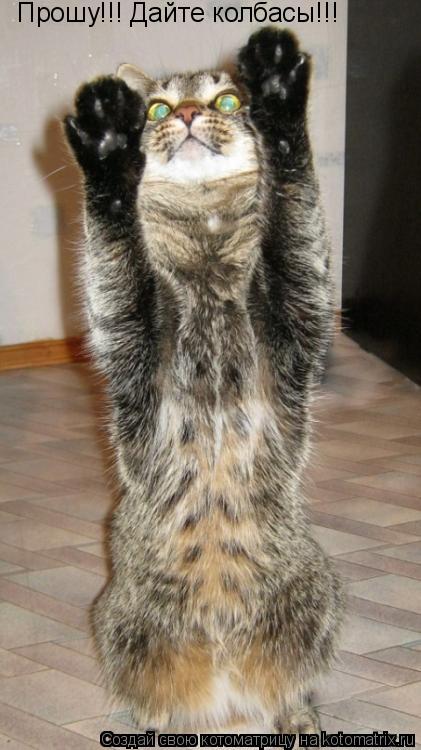 Котоматрица: Прошу!!! Дайте колбасы!!!