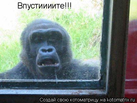 Котоматрица: Впустиииите!!!