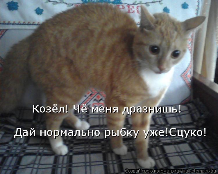 Котоматрица: Козёл! Чё меня дразнишь! Дай нормально рыбку уже!Сцуко!