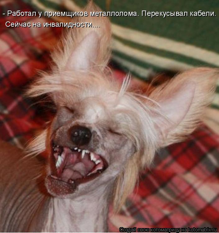 Котоматрица: - Работал у приемщиков металлолома. Перекусывал кабели. Сейчас на инвалидности....