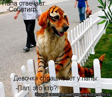Котоматрица: Девочка спрашивает у папы: -Пап, это кто? Папа отвечает: -Собатигр