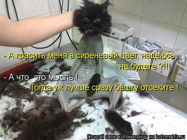 Котоматрица: - А красить меня в сиреневый цвет, надеюсь,  не будете ?!!! - А что, это мысль ! - Тогда уж лучше сразу башку отсеките !