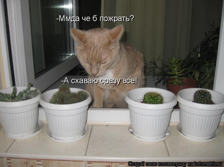 Котоматрица: -Ммда че б пожрать? -А схаваю сразу все!