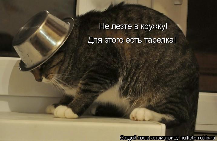 Котоматрица: Не лезте в кружку! Для этого есть тарелка!