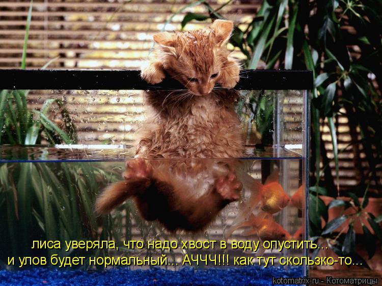 Котоматрица: лиса уверяла, что надо хвост в воду опустить...  и улов будет нормальный... АЧЧЧ!!! как тут скользко-то...