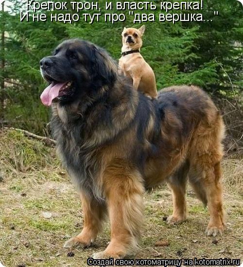 Котоматрица: Крепок трон, и власть крепка! И не надо тут про "два вершка..."