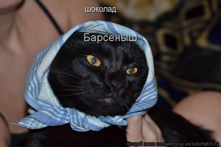 Котоматрица: шоколад         Барсеныш