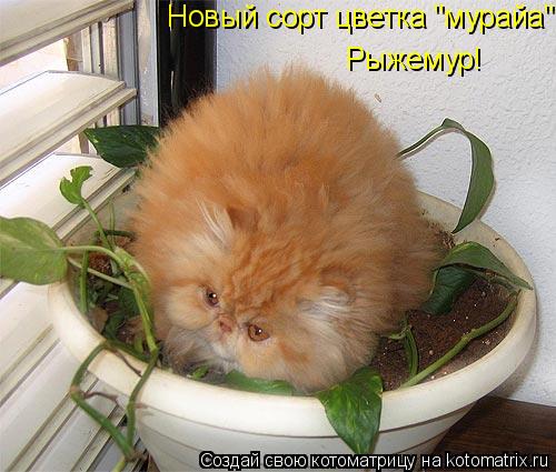 Котоматрица: Новый сорт цветка "мурайа" Рыжемур!