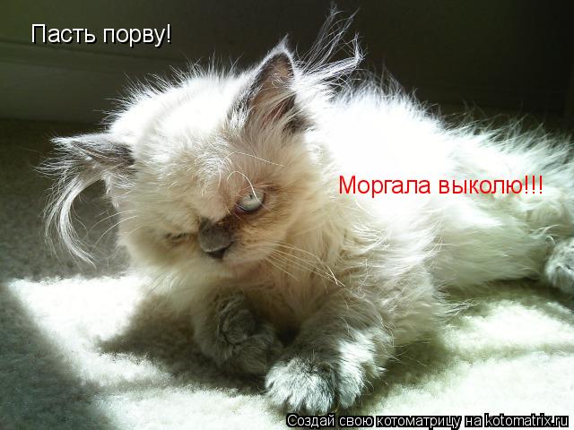 Котоматрица: Пасть порву! Пасть порву! Моргала выколю!!!
