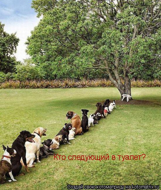 Котоматрица: Кто следующий в туалет?