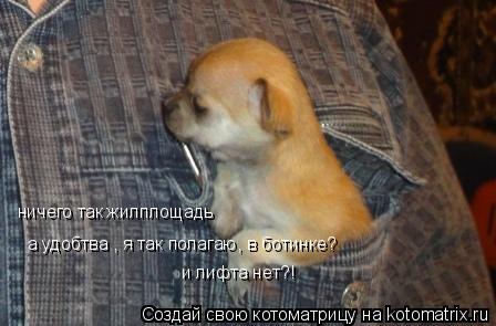 Котоматрица: ничего так жилплощадь а удобтва , я так полагаю, в ботинке? и лифта нет?!