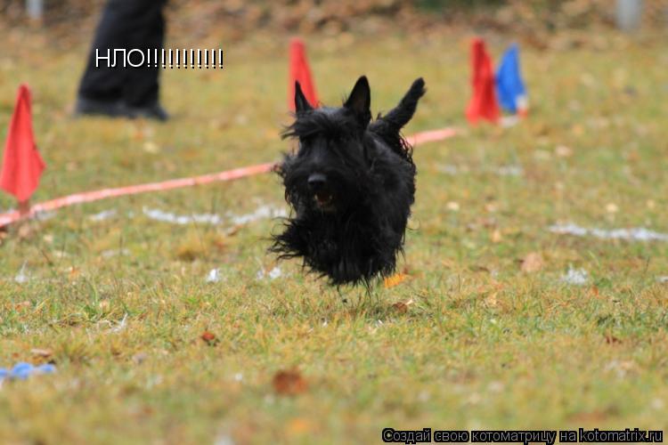 Котоматрица: НЛО!!!!!!!!!!!