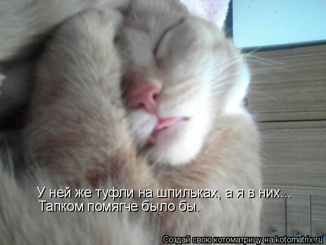Котоматрица: У ней же туфли на шпильках, а я в них... Тапком помягче было бы.