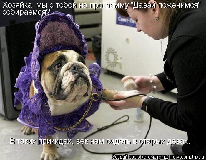 Котоматрица: Хозяйка, мы с тобой на программу "Давай поженимся" собираемся? В таких прикидах, век нам сидеть в старых девах.