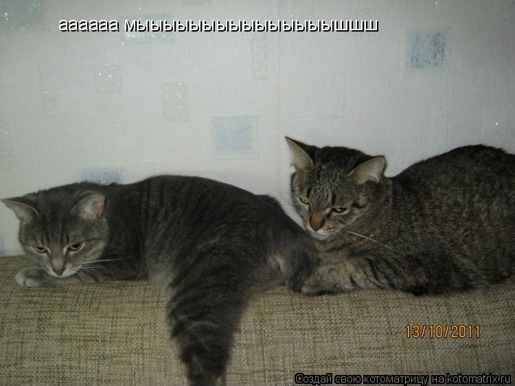 Котоматрица: аааааа мыыыыыыыыыыыыыыышшш