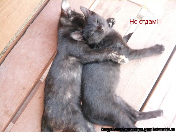 Котоматрица: Не отдам!!!