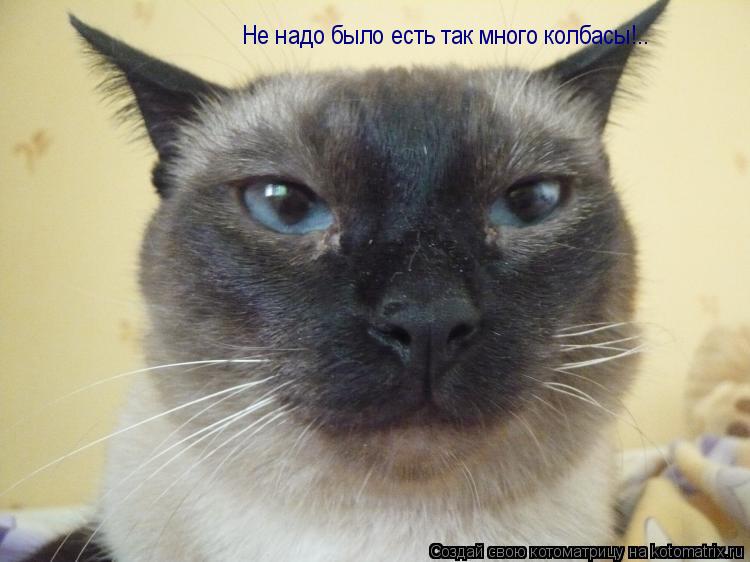 Котоматрица: Не надо было есть так много колбасы!..