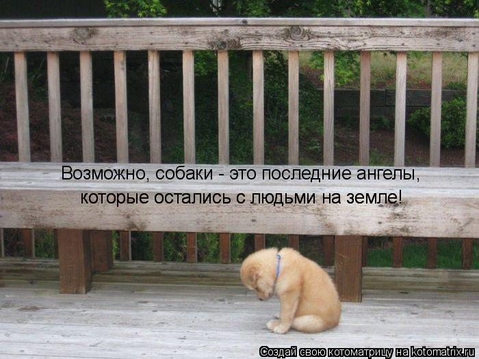 Котоматрица: Возможно, собаки - это последние ангелы,  которые остались с людьми на земле!  которые остались с людьми на земле!