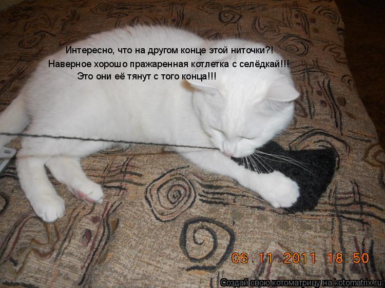 Котоматрица: Интересно, что на другом конце этой ниточки?! Наверное хорошо пражаренная котлетка с селёдкай!!! Это они её тянут Интересно, что на другом ко