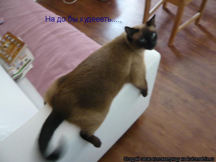 Котоматрица: На до бы худеееть.....