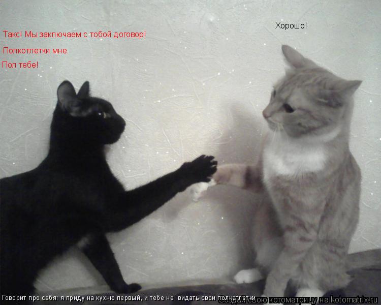 Котоматрица: Такс! Мы заключаем с тобой договор! Полкотлетки мне Пол тебе! Хорошо! Говорит про себя: я приду на кухню первый, и тебе не  видать свои полкотл