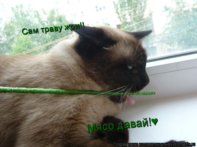 Котоматрица: Сам траву жри!! Мясо давай!♥