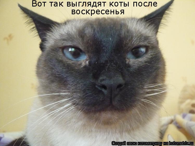 Котоматрица: Вот так выглядят коты после воскресенья