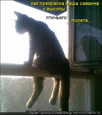 Котоматрица: как прекрасна наша саванна с высоты птичьего полета..
