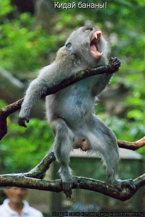 Котоматрица: Кидай бананы!