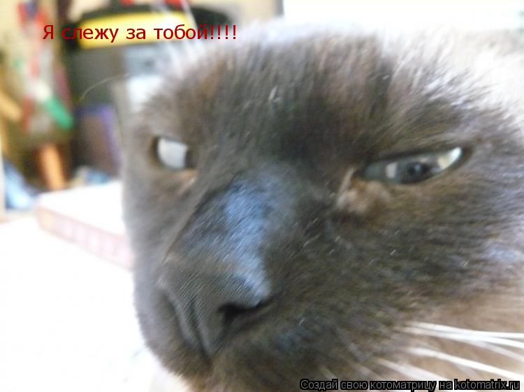 Котоматрица: Я слежу за тобой!!!!