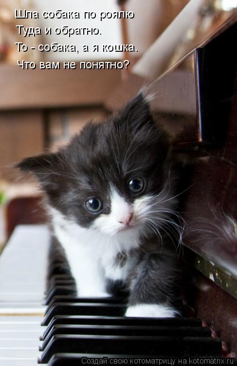 Котоматрица: Шла собака по роялю Туда и обратно. То - собака, а я кошка. Что вам не понятно?