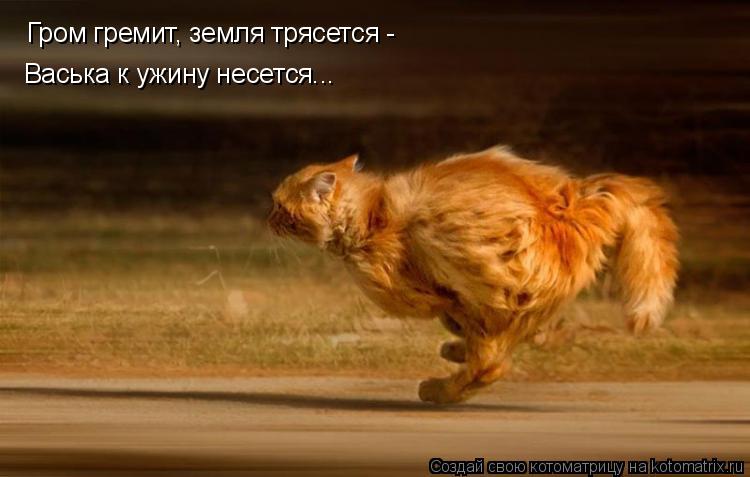 Котоматрица: Гром гремит, земля трясется - Васька к ужину несется...