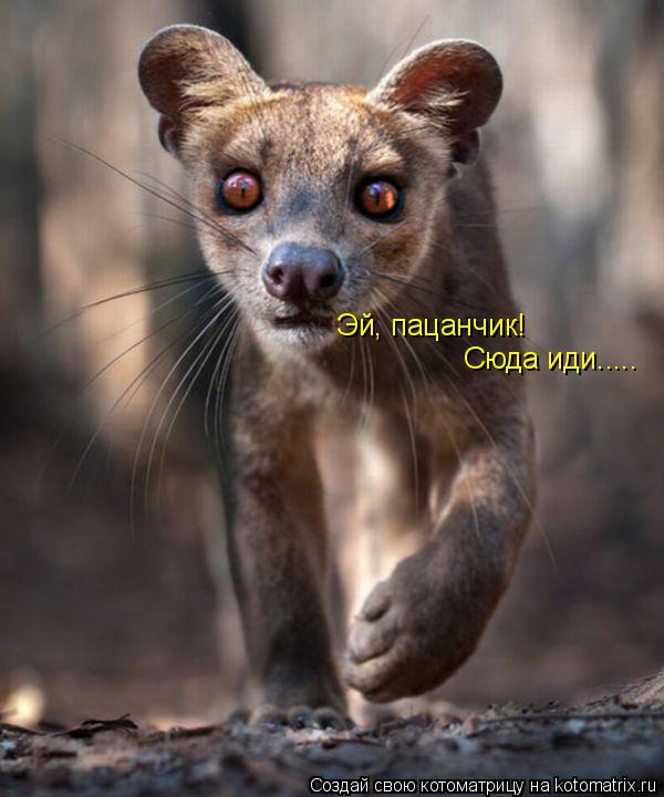 Котоматрица: Эй, пацанчик! Сюда иди.....