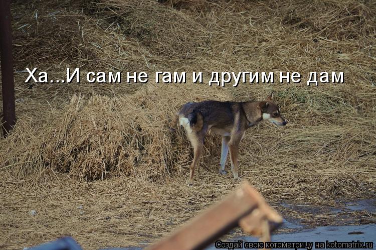 Ха...И сам не гам и другим не дам... Котоматрица: Ха...И сам не гам и другим не дам
