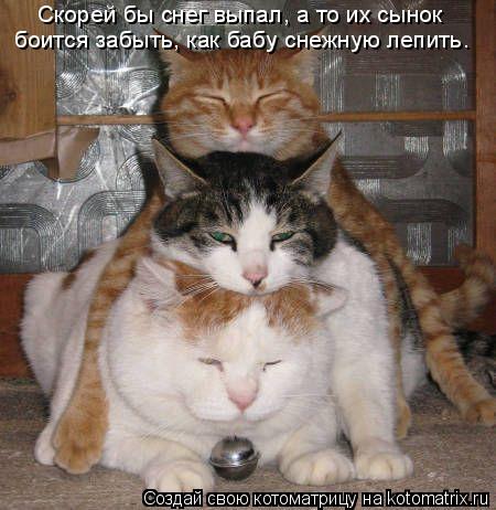 Котоматрица: Скорей бы снег выпал, а то их сынок  боится забыть, как бабу снежную лепить.