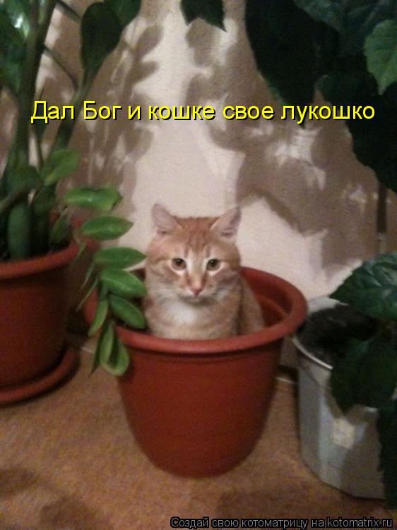 Котоматрица: Дал Бог и кошке свое лукошко