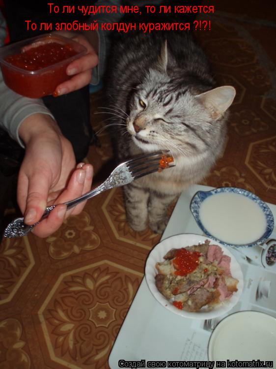 Котоматрица: То ли чудится мне, то ли кажется То ли злобный колдун куражится ?!?!