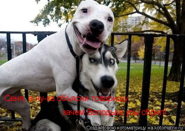 Котоматрица: Сеня, а ну-ка объясни товарищу зачем Володька усы сбрил!