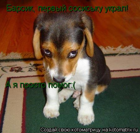 Котоматрица: Барсик, первый сосиську украл!  Барсик, первый сосиську украл!  А я просто помог:(