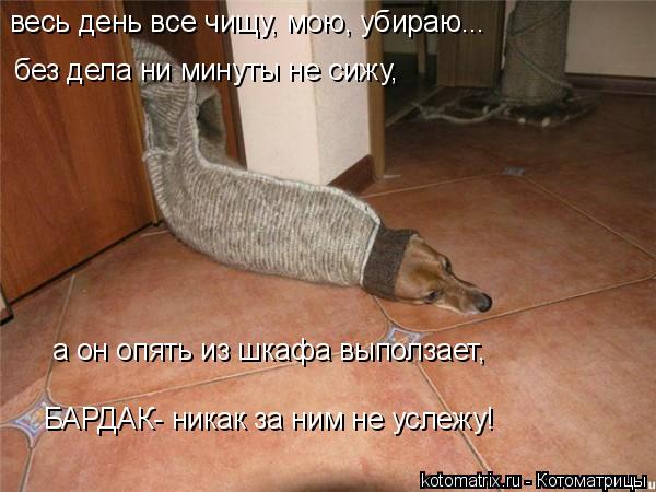 Котоматрица: а он опять из шкафа выползает, БАРДАК- никак за ним не услежу! весь день все чищу, мою, убираю... без дела ни минуты не сижу,