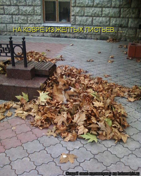 Котоматрица: НА КОВРЕ ИЗ ЖЕЛТЫХ ЛИСТЬЕВ......