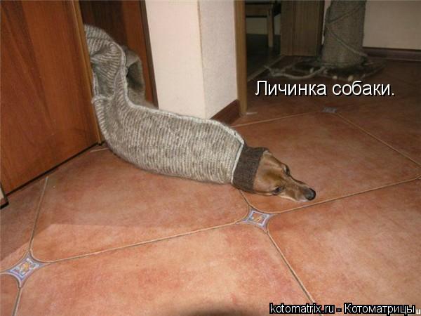 Котоматрица: Личинка собаки.