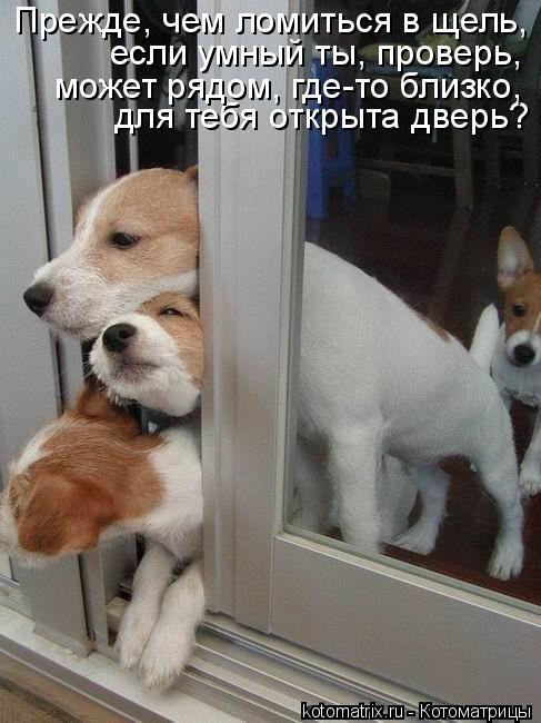 Прежде, чем ломиться в щель, если умный ты, проверь, для тебя открыта дверь? может рядом, где-то близ... Котоматрица: Прежде, чем ломиться в щель, если умный ты, проверь, для тебя открыта дверь? может рядом, где-то близко,