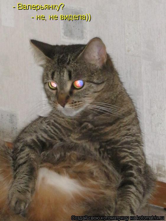 - Валерьянку? - не, не видела))... Котоматрица: - Валерьянку? - не, не видела))