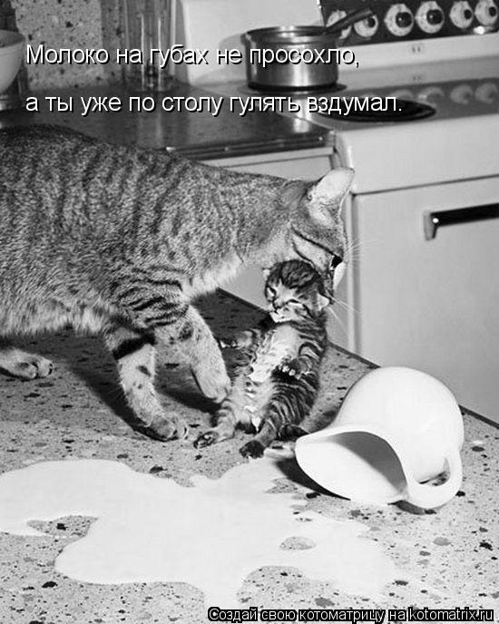 Котоматрица: а ты уже по столу гулять вздумал. Молоко на губах не просохло,