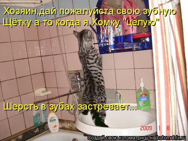 Хозяин,дай пожалуйста свою зубную Щётку а то когда я Хомку "целую" Шерсть в зубах застревает...... Котоматрица: Хозяин,дай пожалуйста свою зубную Щётку а то когда я Хомку "целую" Шерсть в зубах застревает...