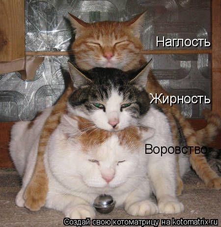 Котоматрица: Наглость Жирность Воровство